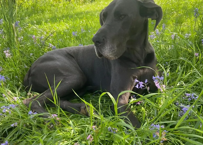 Les Rocailles ベッド・アンド・ブレックファスト